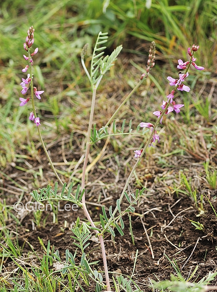 Astragalus flexuosus photos Saskatchewan Wildflowers